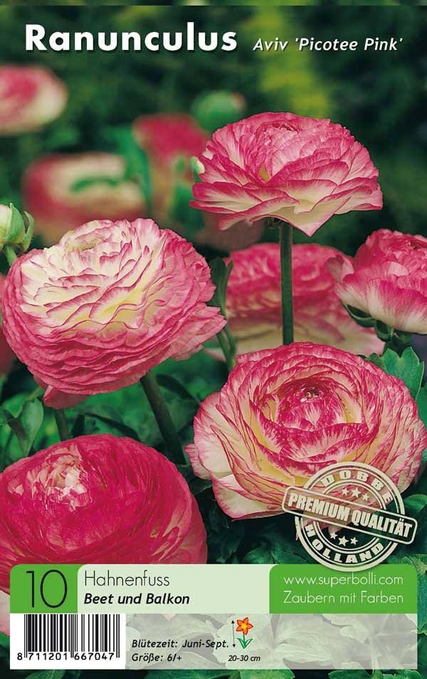 Ranunculus Aviv Picotee Pink Hahnenfuss St Ck Sommerbl Her