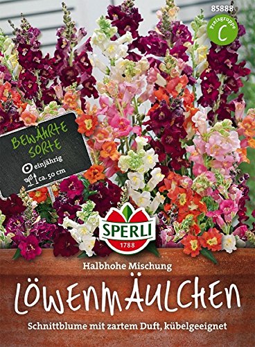 Löwenmäulchen Halbhohe Mischung Blumensamen Samen Aussaat