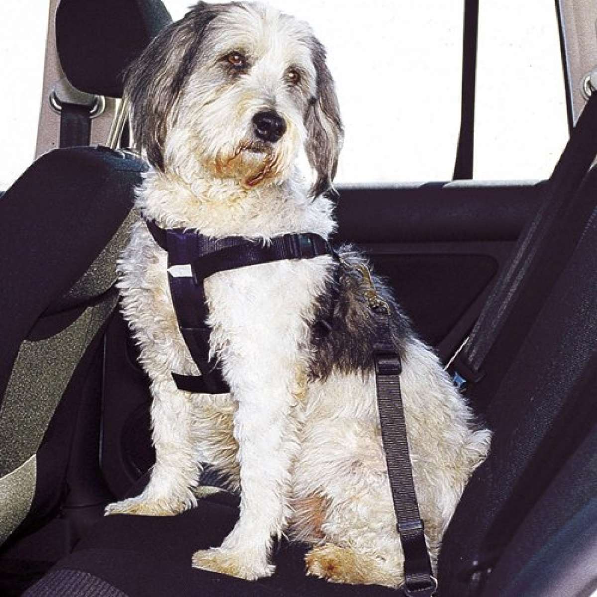 Trixie AutoSicherheitsgeschirr, M / 5070 cm Outdoor Hund